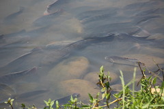 Channa striata