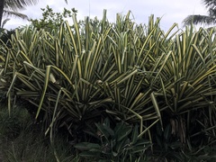 Pandanaceae