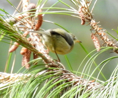 Camaroptera brachyura