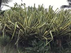Pandanaceae