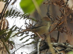 Cisticola lais