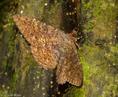 Feigeria scops