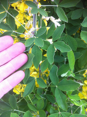 Laburnum × watereri