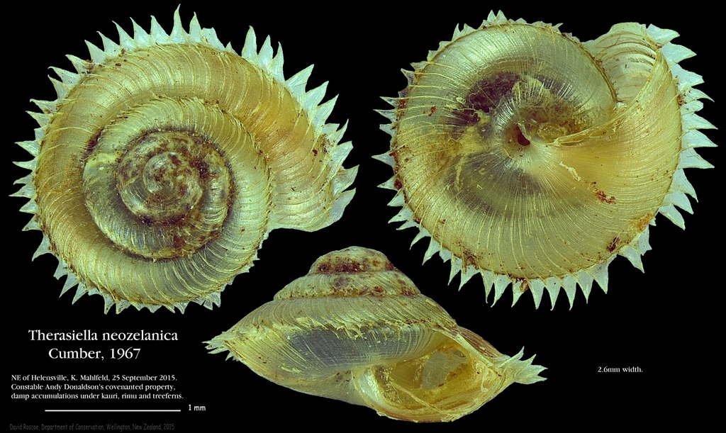Therasiella neozelanica