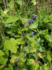 Pentaglottis sempervirens