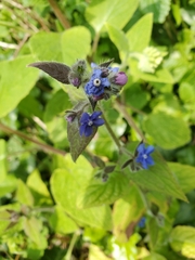 Pentaglottis sempervirens