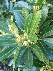 Allophylus natalensis