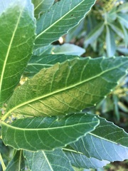 Allophylus natalensis