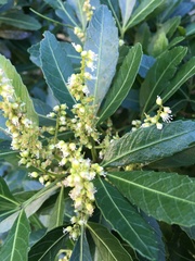 Allophylus natalensis