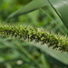 Foxtail Bristle-Grass - Photo (c) 博甫, some rights reserved (CC BY-NC), uploaded by 博甫