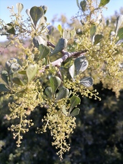 Searsia lucida lucida