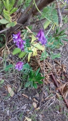 Vicia villosa