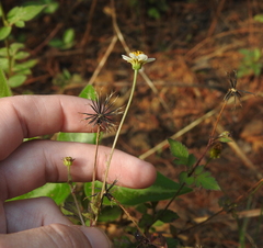 Bidens pilosa image