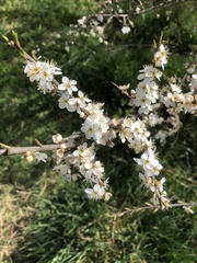 Prunus spinosa