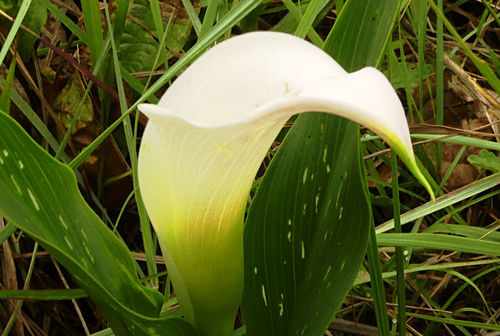 Zantedeschia image