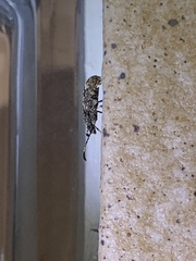Eucorynus crassicornis