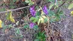 Vicia villosa