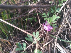 Corydalis turtschaninovii