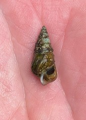 Pleurocera attenuata