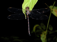 Gynacantha membranalis