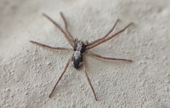 Pulchellodromus
