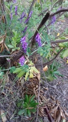Vicia villosa