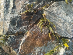 Lepisorus ussuriensis