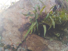 Lepisorus ussuriensis