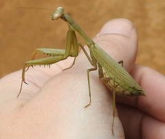 Miomantis