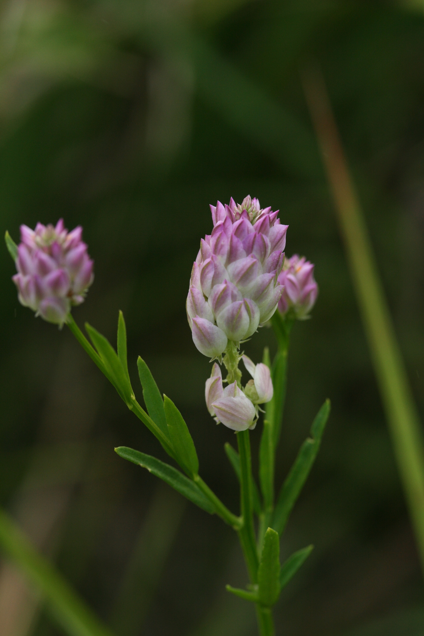 Polygala sanguinea