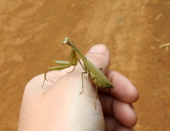 Miomantis