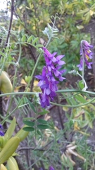 Vicia villosa