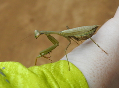 Miomantis