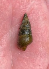 Pleurocera attenuata