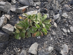 Craspedia uniflora maritima