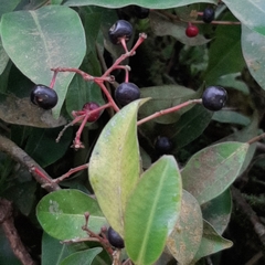 Myrsinoideae