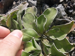 Craspedia uniflora maritima