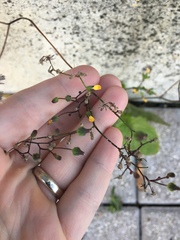 Youngia japonica