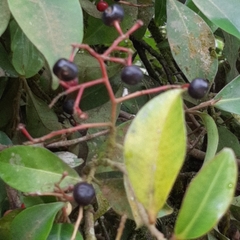 Myrsinoideae