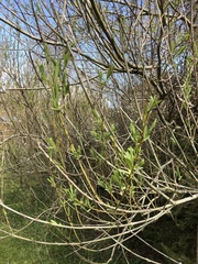 Salix