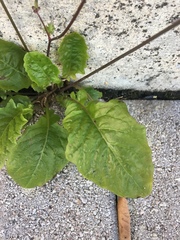 Youngia japonica