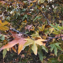 Platanaceae