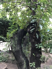 Ficus lutea