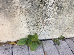 Youngia japonica