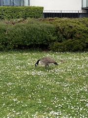 Branta canadensis