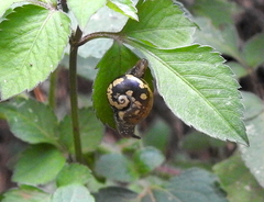 Urocyclidae