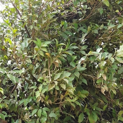 Myrsinoideae