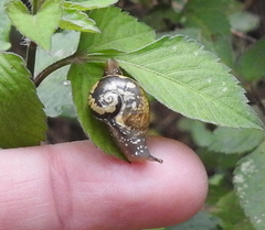 Urocyclidae