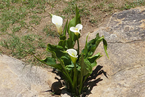 Zantedeschia aethiopica image