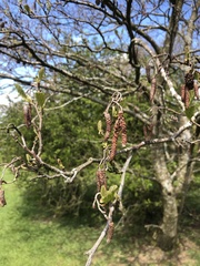 Alnus glutinosa